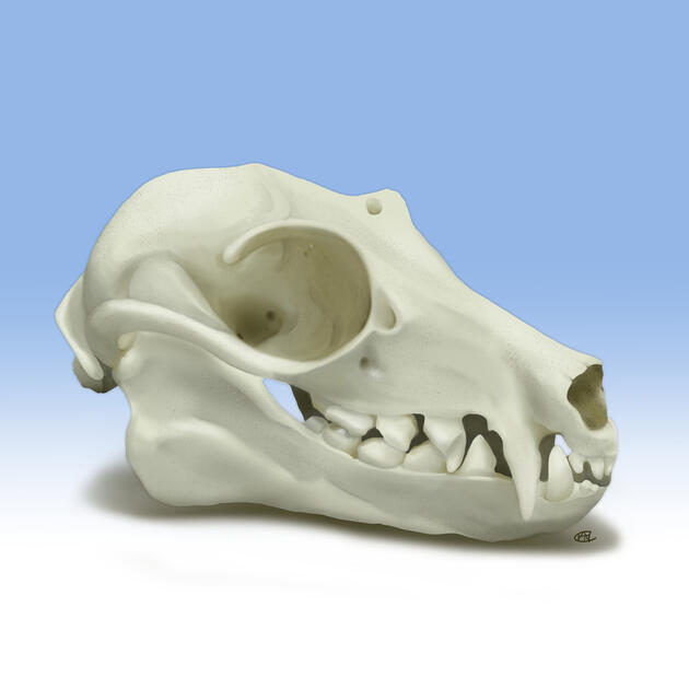 Batskull Painting Study